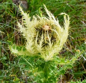 14-13ｱｻﾞﾐ属spinosissimum.jpg