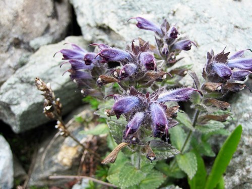 21-13ｺﾞﾏﾉﾊｸﾞｻ科 Bartsia alpina.jpg