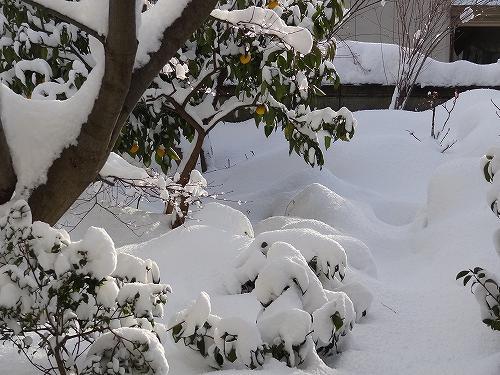 21-雪の翌朝.jpg