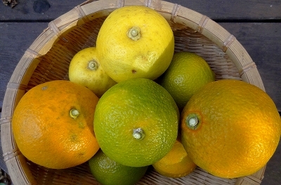 32柑橘11.jpg