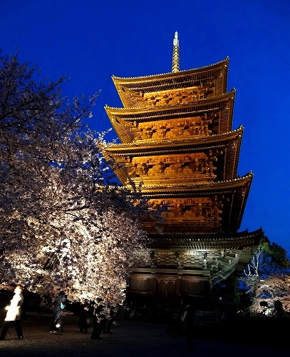50東寺夜桜.jpg